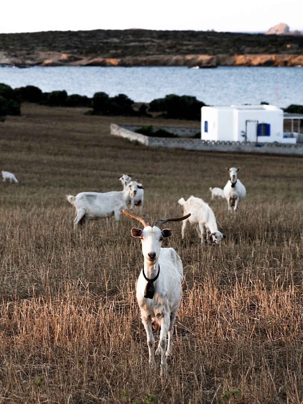 the-rooster-antiparos-hotel.jpg