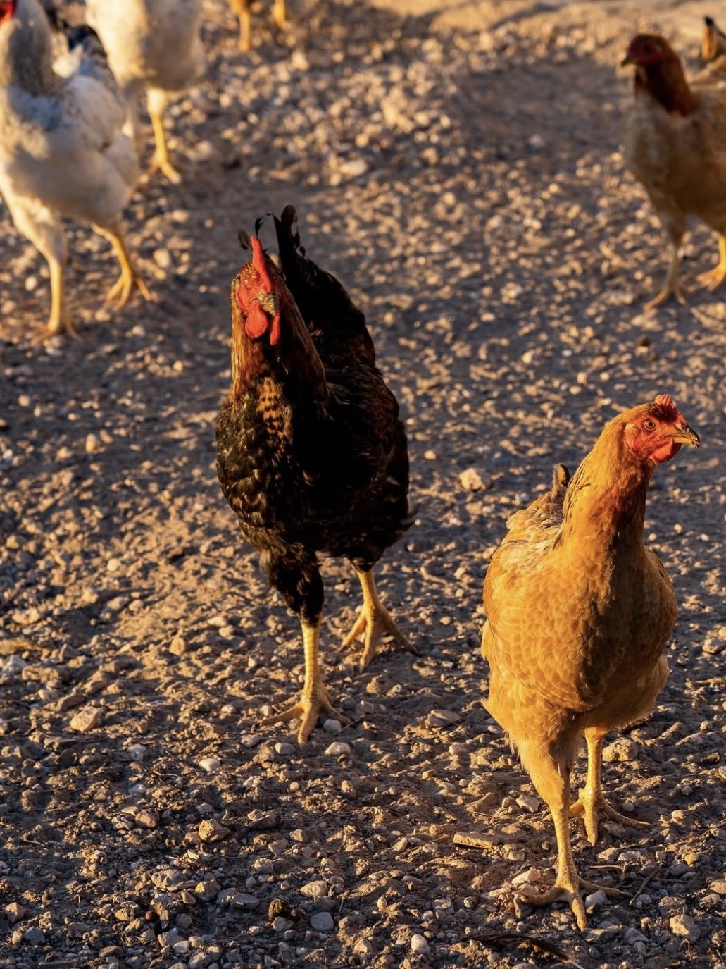 the-rooster-antiparos-hotel.jpg